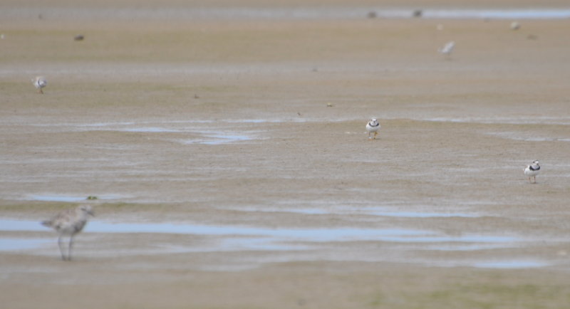 DSC_0324b.JPG