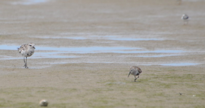 DSC_0333b.JPG