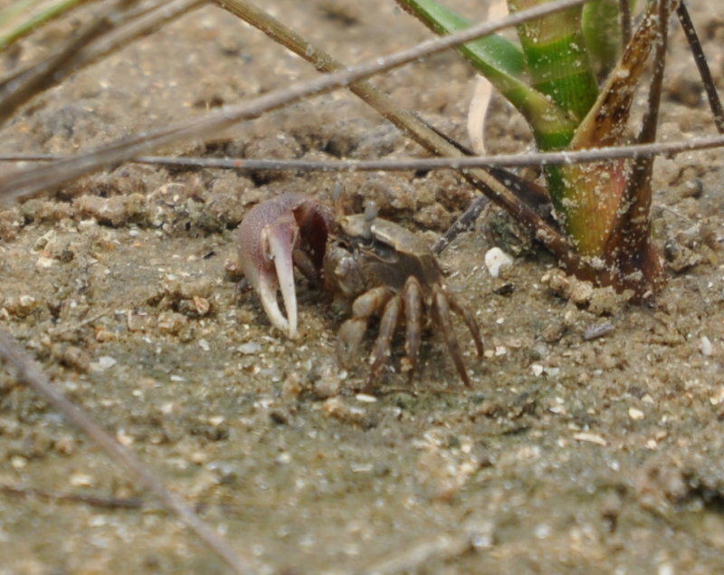 DSC_0468b.JPG