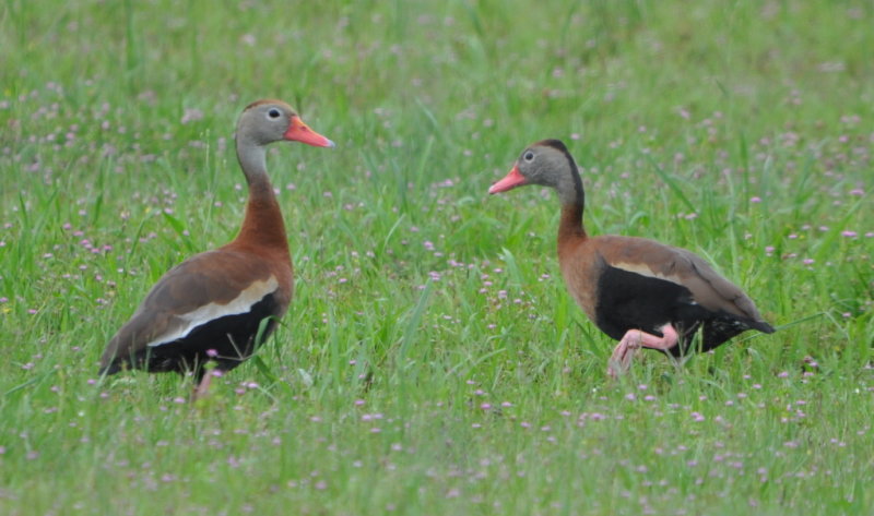 DSC_0662b.JPG