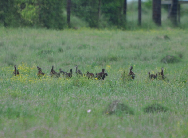 DSC_0689b.JPG