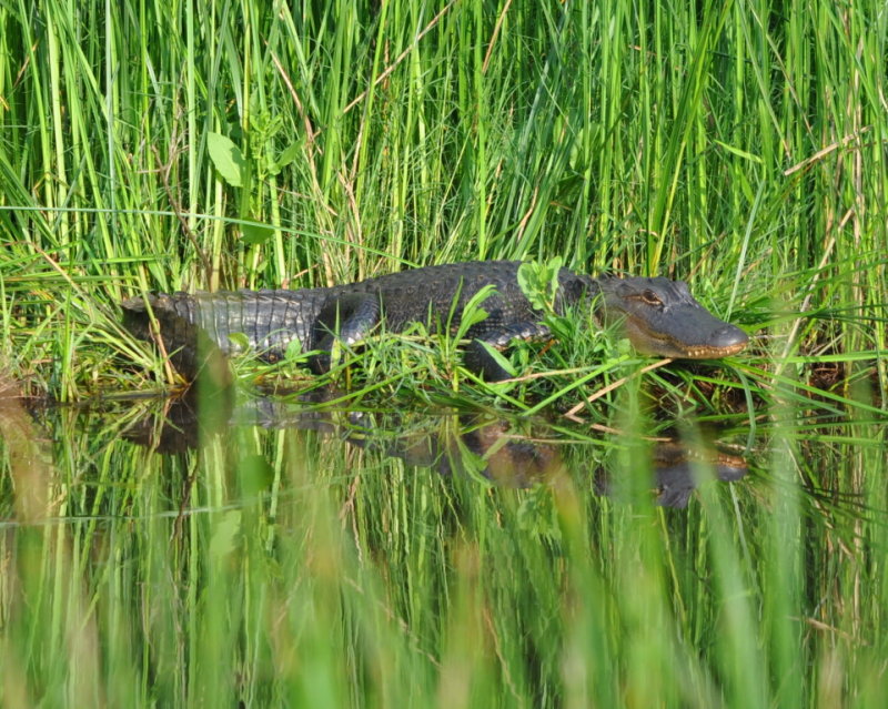 DSC_0979b.JPG