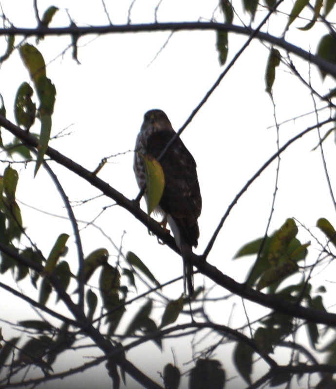 DSC_0883b.JPG