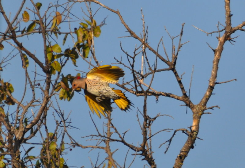 DSC_0662b.JPG