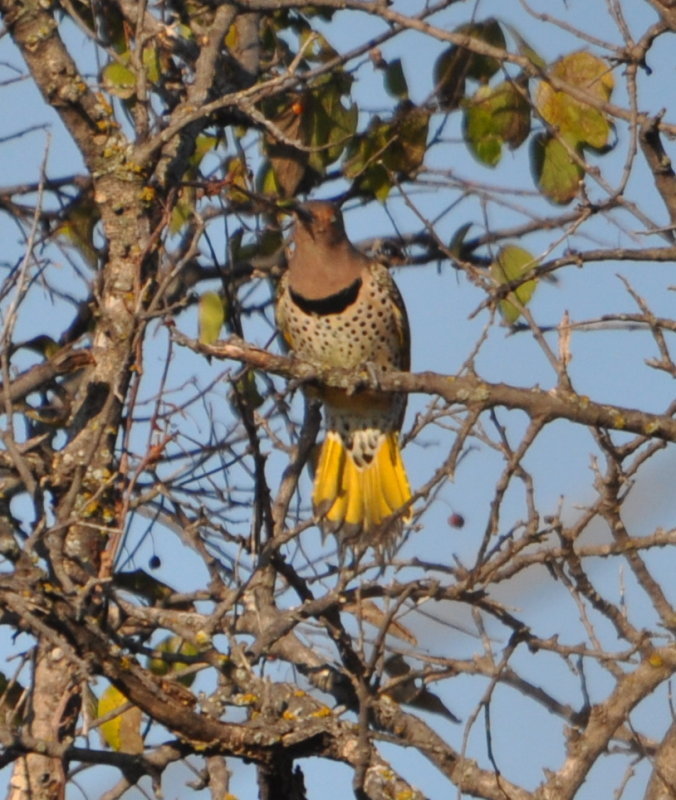 DSC_0663b.JPG