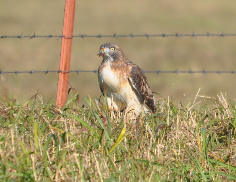 DSC_0688b.JPG