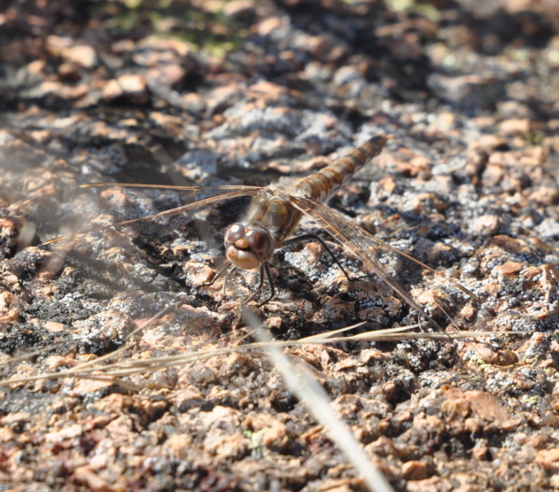 DSC_0946b.JPG