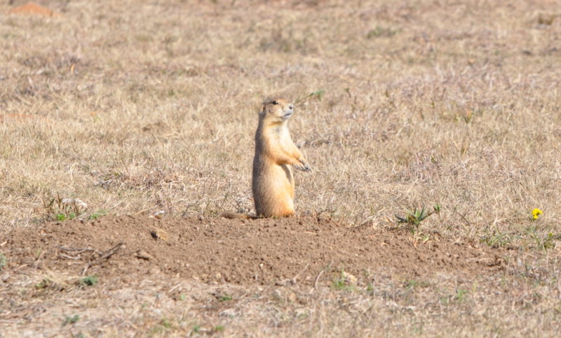 DSC_0988b.JPG
