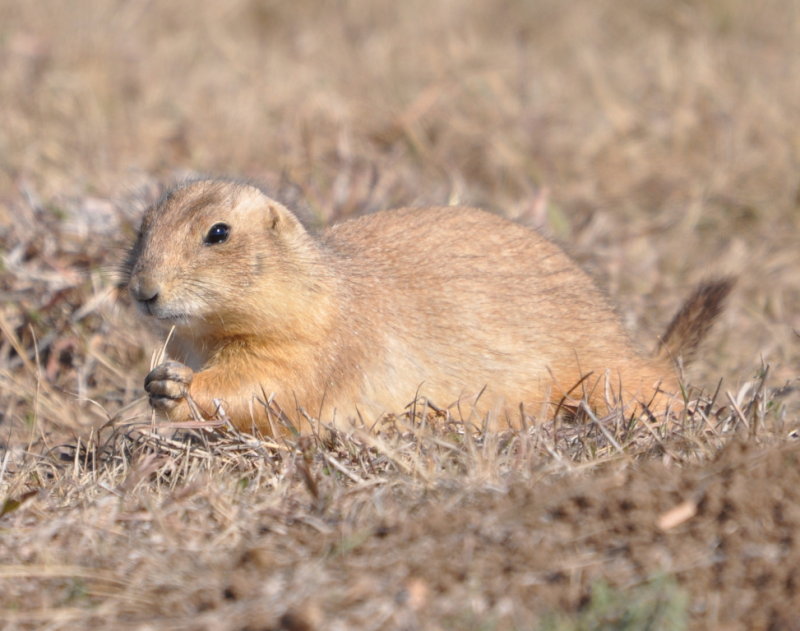 DSC_1004b.JPG
