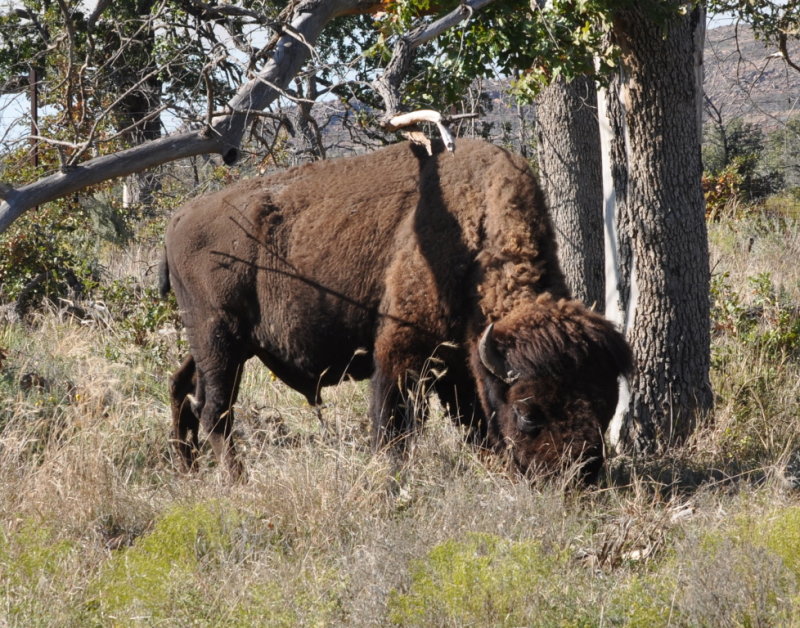DSC_1039b.JPG