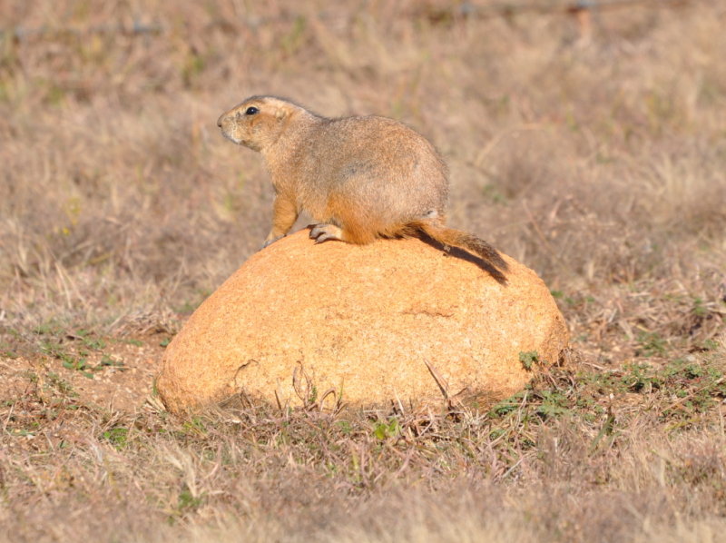 DSC_1065b.JPG