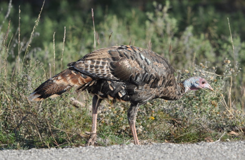 DSC_1079b.JPG