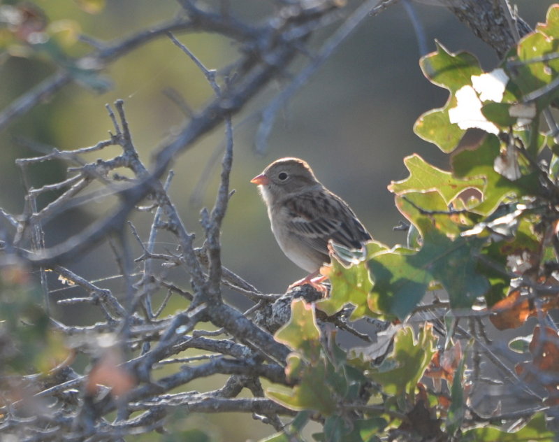 DSC_1135b.JPG
