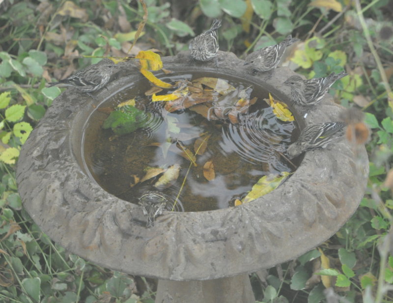 DSC_0528b.JPG