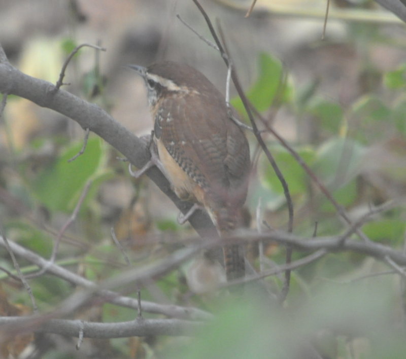 DSC_0578b.JPG