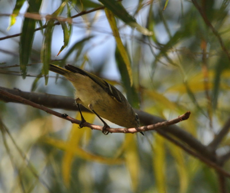 DSC_0261b.JPG