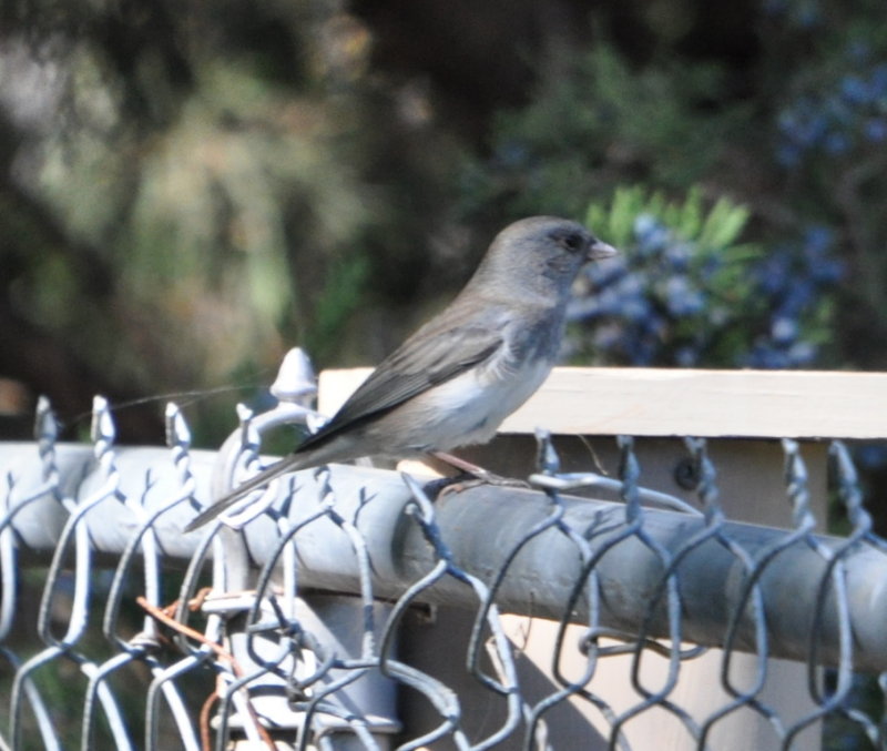 DSC_0318b.JPG