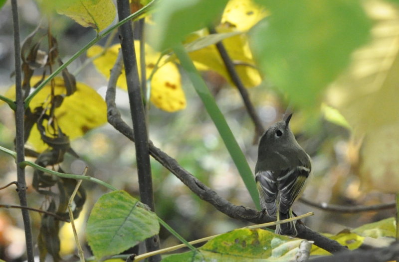 DSC_0343b.JPG