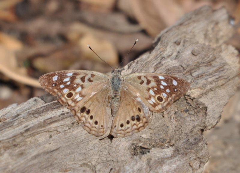 DSC_0355b.JPG