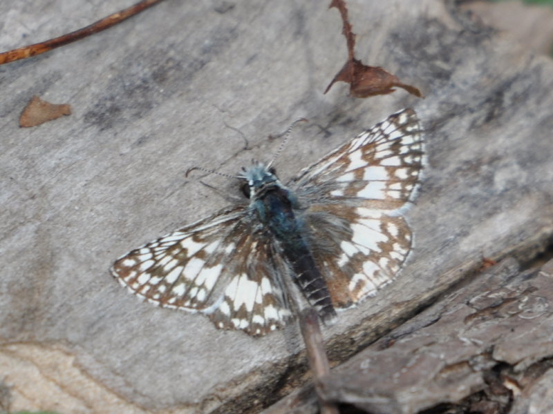 DSC_0399b.JPG