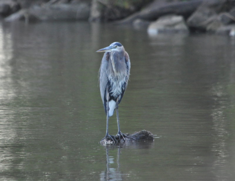 DSC_0465b.JPG