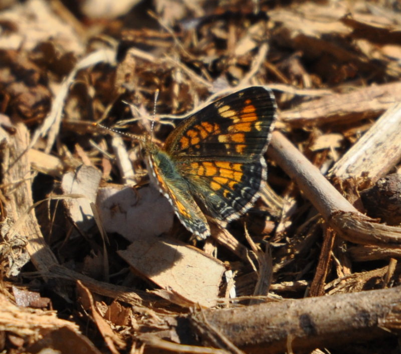 DSC_0090b.JPG