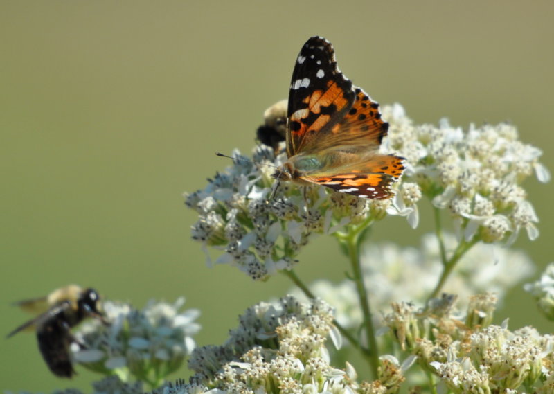 DSC_0104b.JPG
