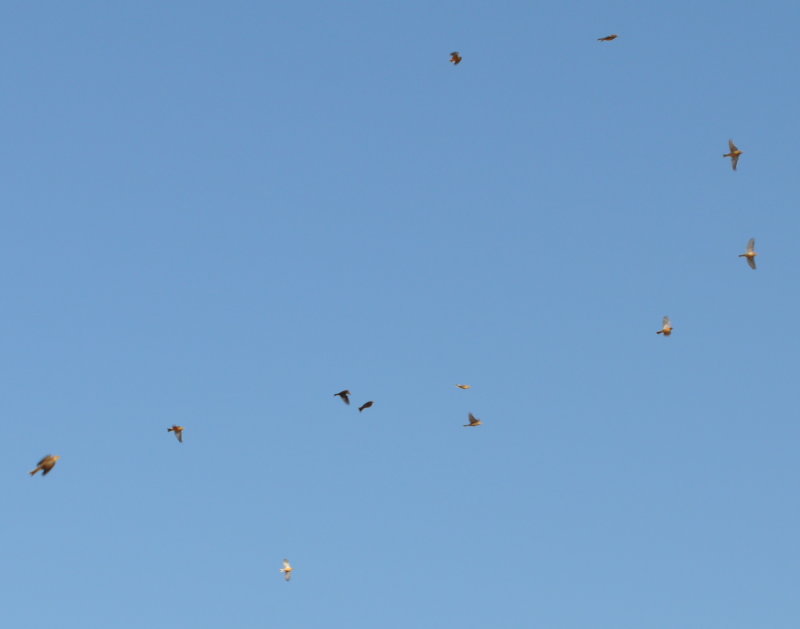 DSC_0320b.JPG