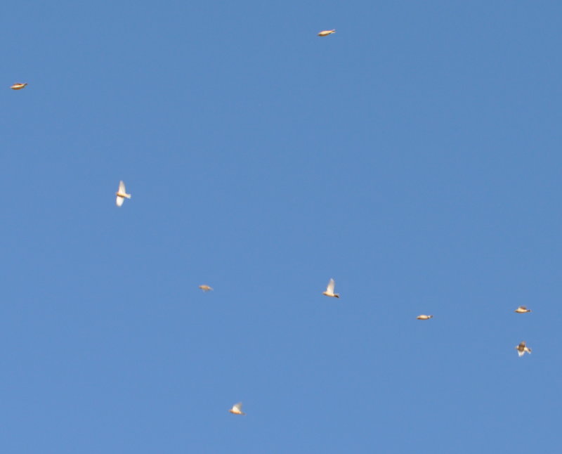 DSC_0323b.JPG