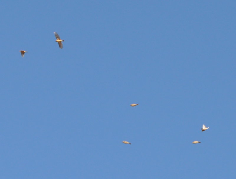 DSC_0324b.JPG