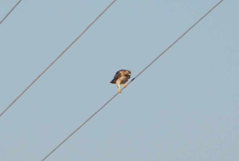 DSC_0331b.JPG