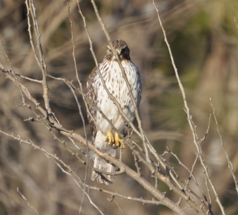 DSC_0346b.JPG
