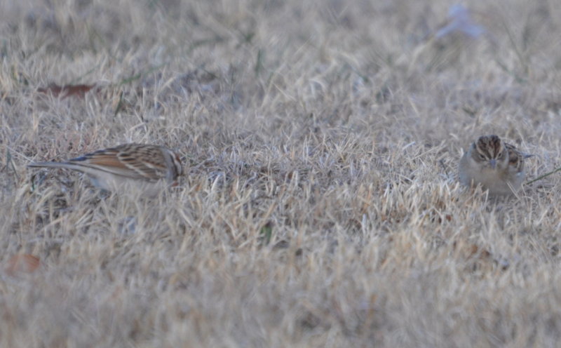 DSC_0373b.JPG