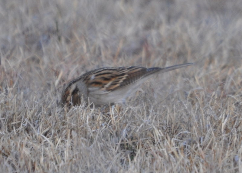 DSC_0377b.JPG