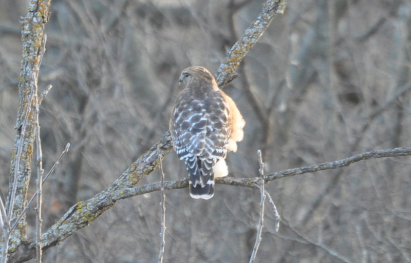 DSC_0394b.JPG