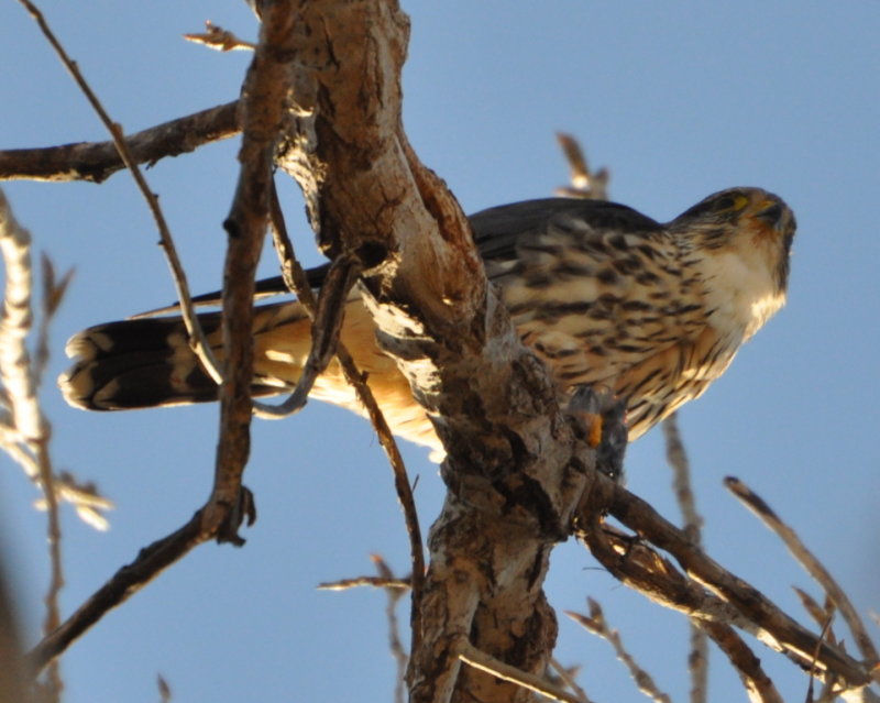 DSC_0049b.JPG