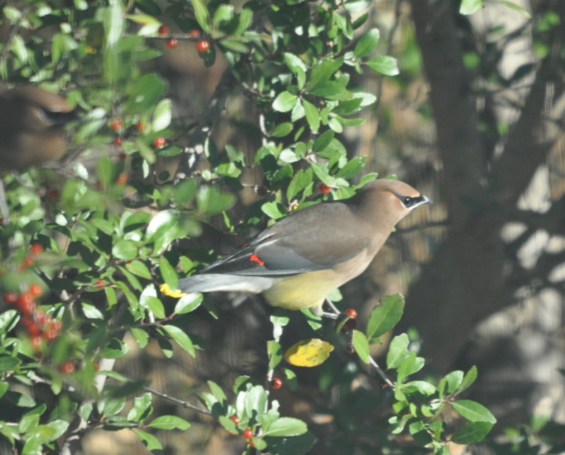 DSC_1454b.JPG
