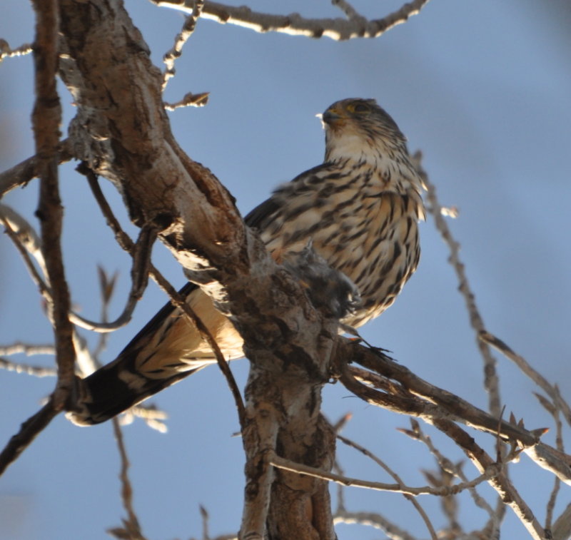 DSC_1521b.JPG