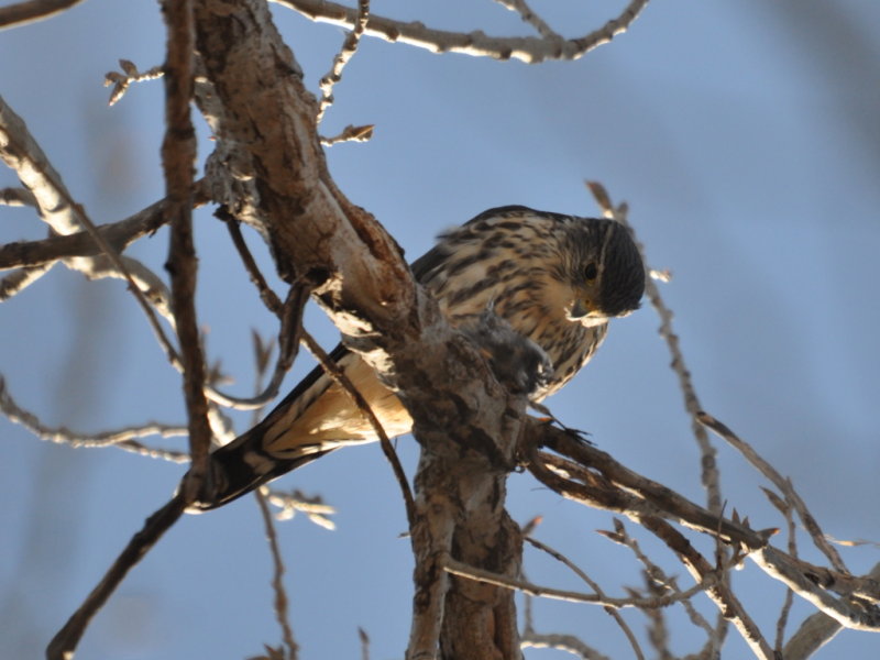 DSC_1524b.JPG