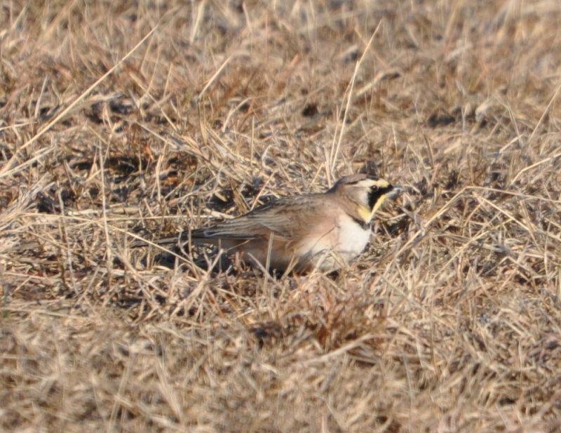 DSC_1085b.JPG
