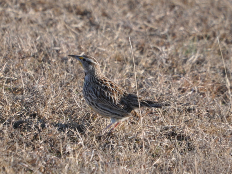 DSC_1119b.JPG