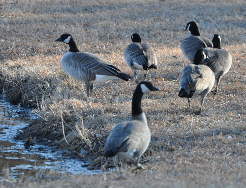 DSC_1132b.JPG
