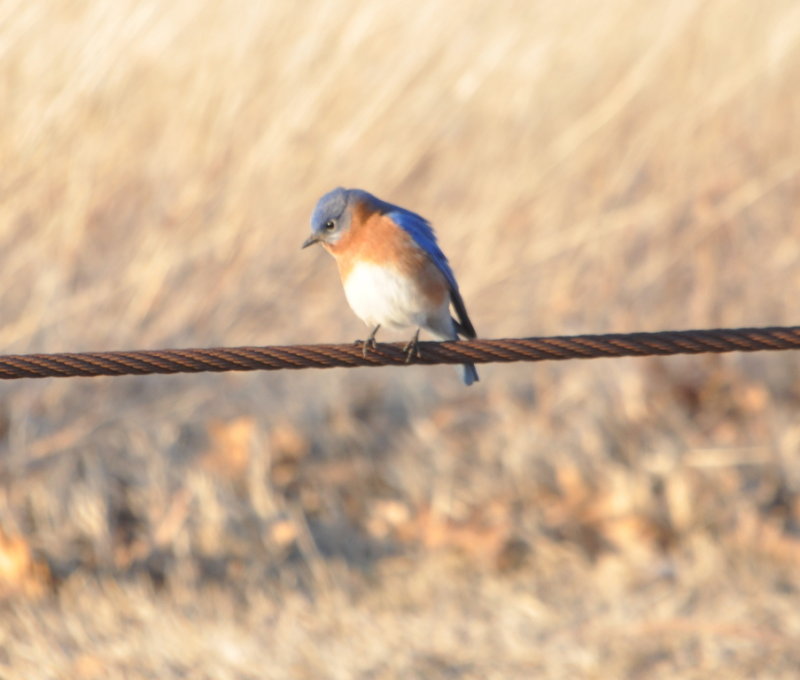 DSC_1293b.JPG