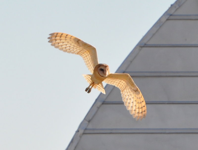 DSC_0114b.JPG