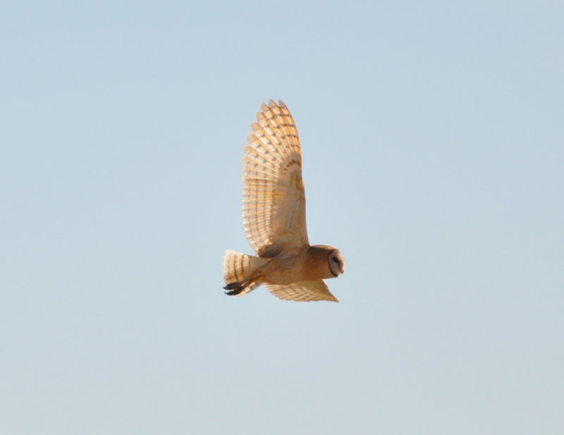 DSC_0118b.JPG