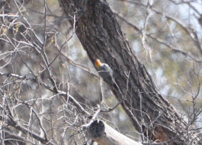 DSC_0212b.JPG