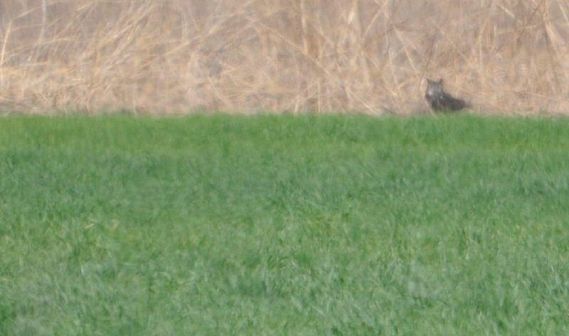 DSC_0397b.JPG