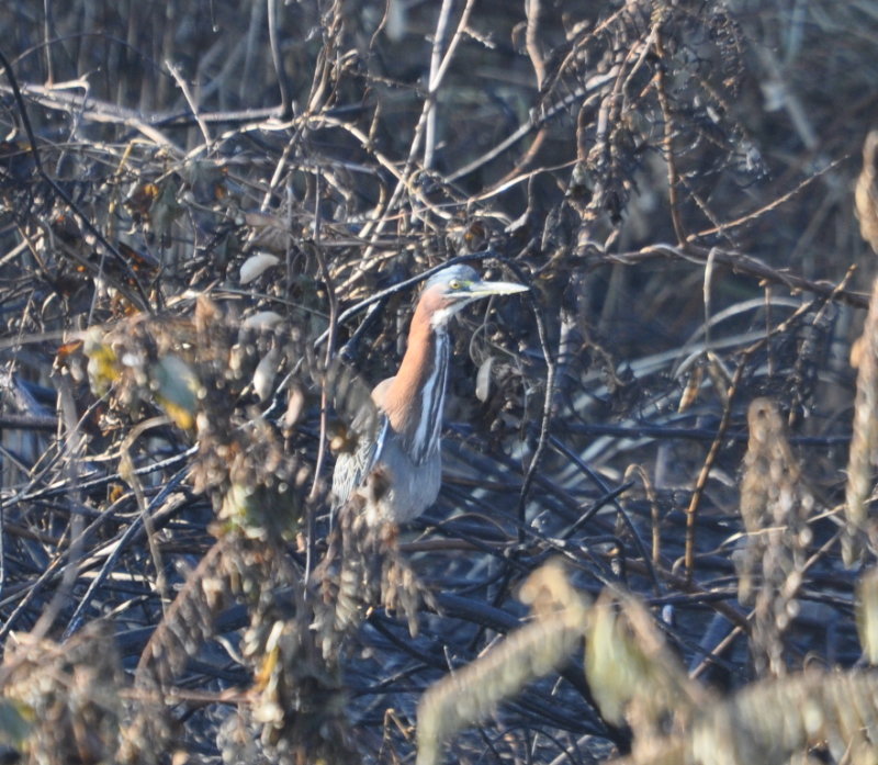DSC_0087b.JPG