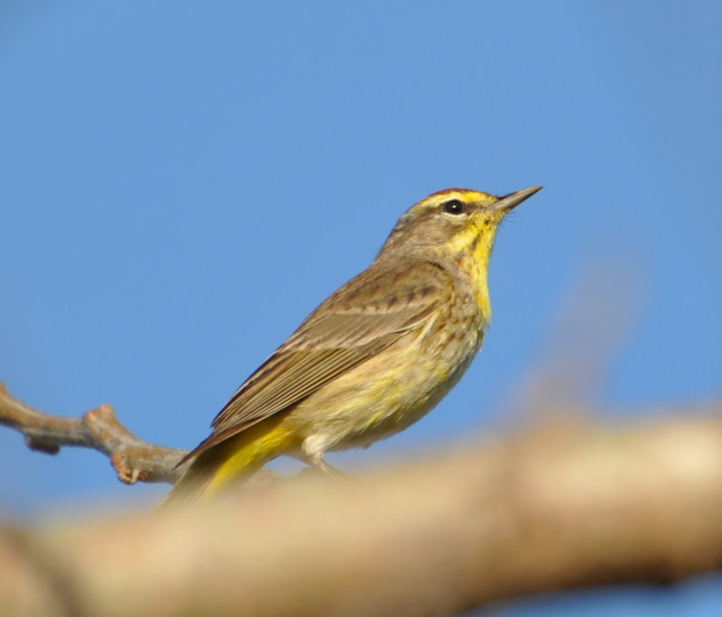 DSC_0103b.JPG