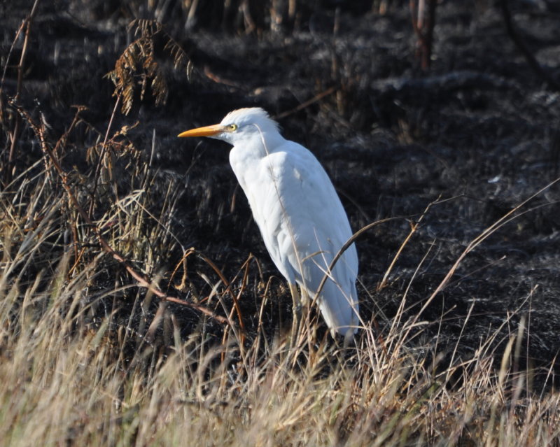 DSC_0126b.JPG